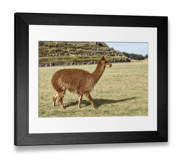 Framed Print : Alpaca (Vicugna pacos), near Cusco