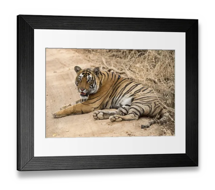 Framed Print : Bengal Tiger (Panthera tigris tigris)