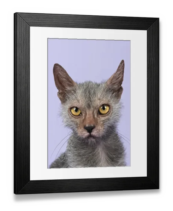 Framed Print : Werewolf Cat or Lykoi Cat (Felis silvestris catus)