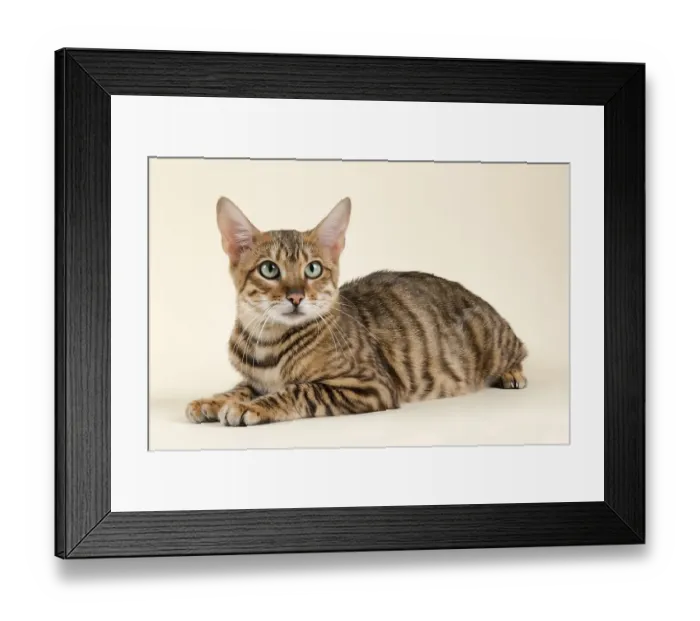 Framed Print : Pedigree cat Toyger (Felis silvestris catus)