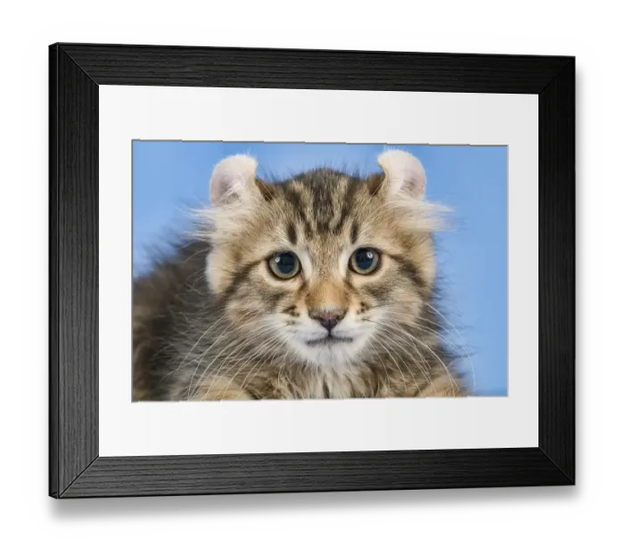 Framed Print : Breedcat American Curl (Felis silvestris catus) Framed Print : Breedcat American Curl (Felis silvestris catus)