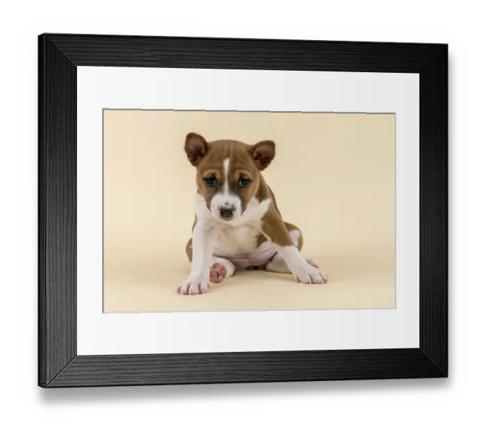 Framed Print : Basenji or Congo Terrier (Canis lupus familiaris) Framed Print : Basenji or Congo Terrier (Canis lupus familiaris)