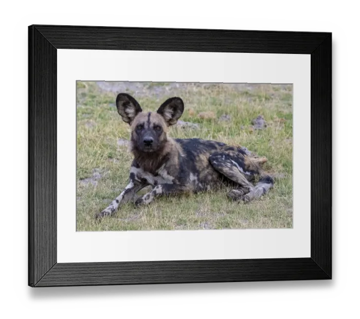 Framed Print : African wild dog (Lycaon pictus)