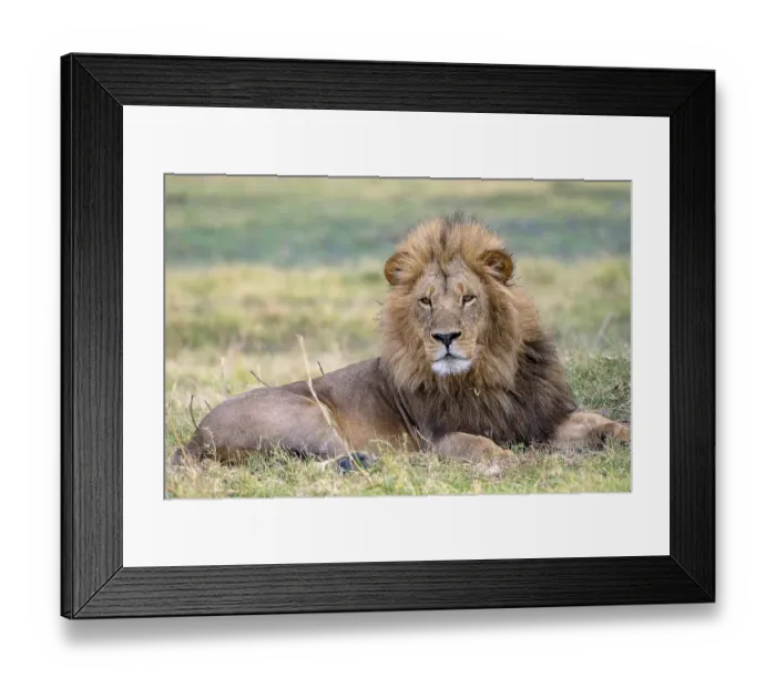 Framed Print : Lion (Panthera leo), male lion with mane