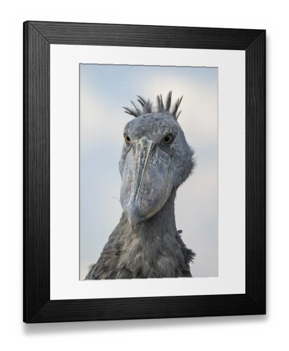 Framed Print : Shoebill (Balaeniceps rex), also Abu Markub