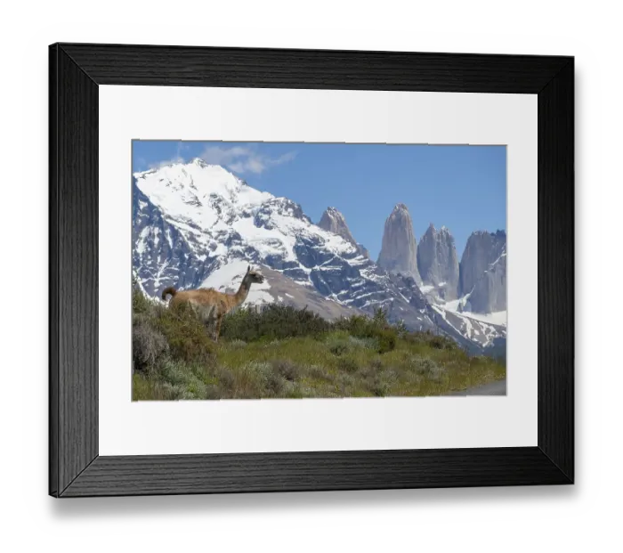 Framed Print : Guanaco (Llama guanicoe), Huanako Framed Print : Guanaco (Llama guanicoe), Huanako