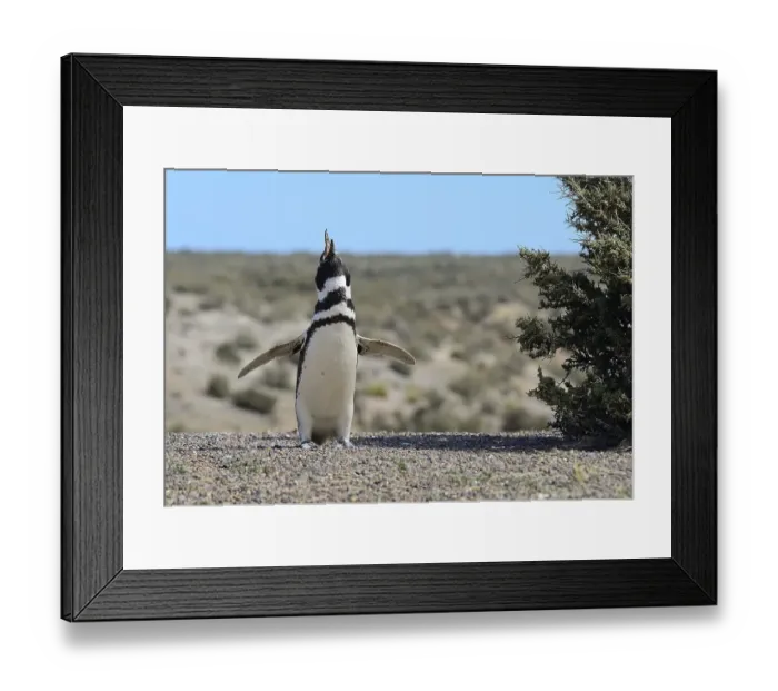 Framed Print : Calling Magellanic penguin (Spheniscus magellanicus) Framed Print : Calling Magellanic penguin (Spheniscus magellanicus)