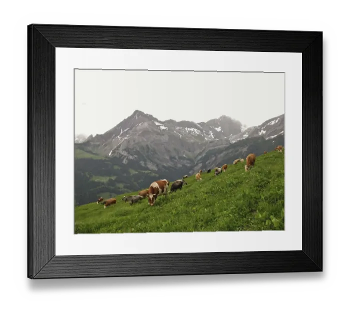 Framed Print : Grazing cows in the Bernese Oberland