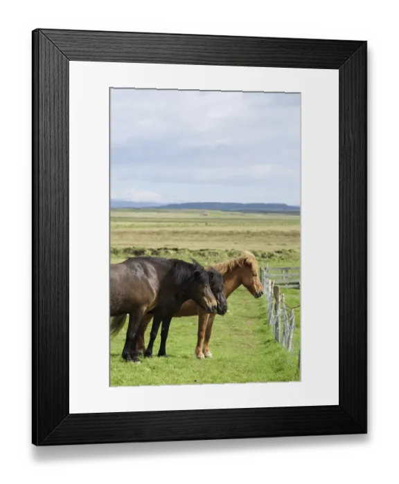 Framed Print : Icelandic horses on a pasture in the south of Iceland Framed Print : Icelandic horses on a pasture in the south of Iceland
