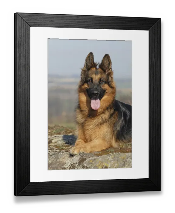 Framed Print : Old German shepherd dog, bitch