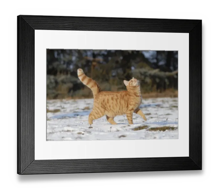 Framed Print : Domestic cat, male cat, red mackerel
