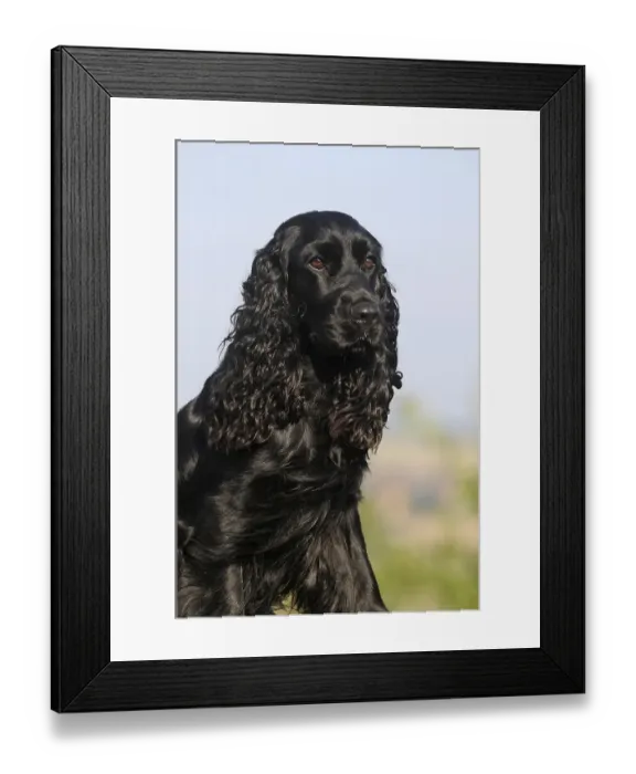 Framed Print : English Cocker Spaniel, black, bitch
