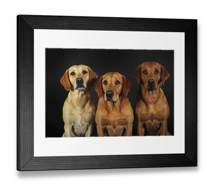 Framed Print : Labrador Retriever, yellow, three bitches
