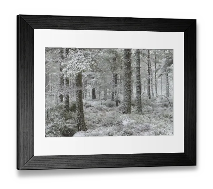 Framed Print : Scots Pine (Pinus sylvestris) forest habitat in snow