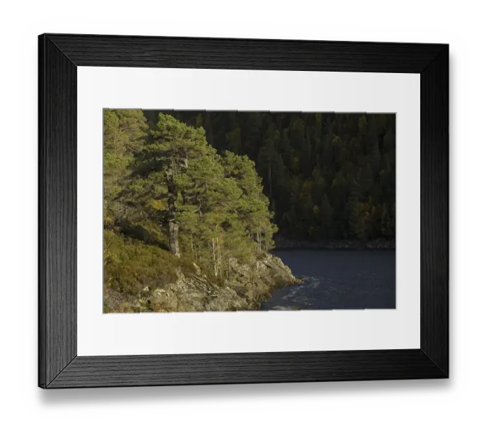 Framed Print : Scots pine (Pinus sylvestris), Glen Affric Framed Print : Scots pine (Pinus sylvestris), Glen Affric