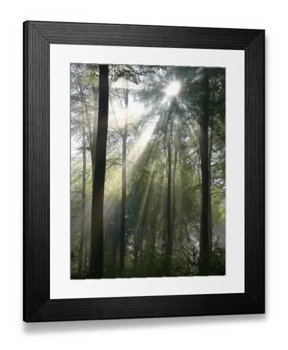 Framed Print : Deciduous forest in spring, fog in the forest Framed Print : Deciduous forest in spring, fog in the forest