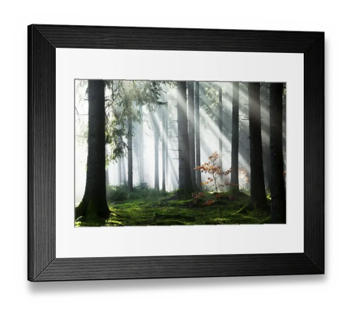 Framed Print : Rays of sunlight shining through trees in fog Framed Print : Rays of sunlight shining through trees in fog