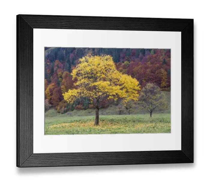 Framed Print : Yellow coloured tree in front of autumnal forest