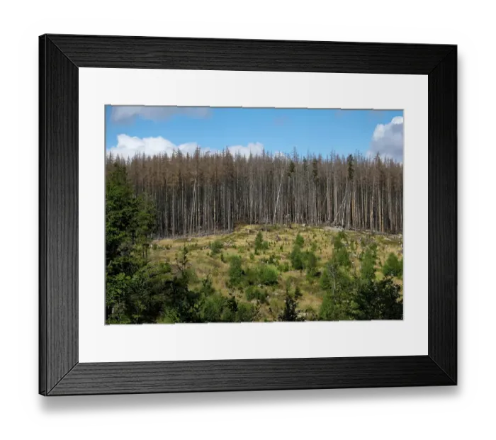 Framed Print : Dead Spruce Forest and Reforestation Framed Print : Dead Spruce Forest and Reforestation