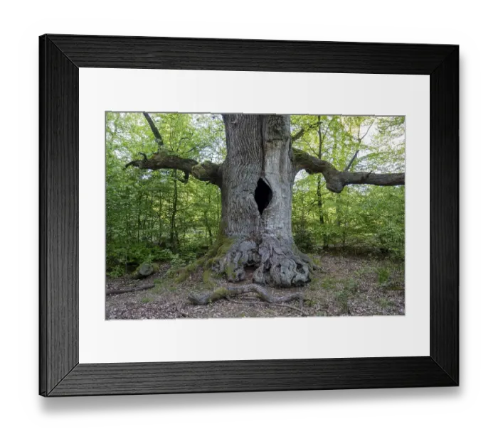 Framed Print : Chimney oak tree (Quercus), about 400-year-old oak in the primeval forest Sababurg