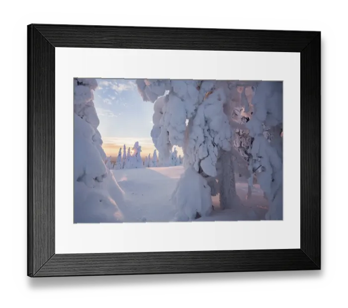 Framed Print : Snow-covered pines, Riisitunturi National Park Framed Print : Snow-covered pines, Riisitunturi National Park