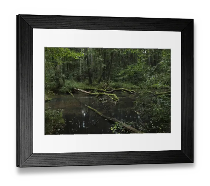 Framed Print : A near-natural stream with deadwood flows through an alder swamp forest Framed Print : A near-natural stream with deadwood flows through an alder swamp forest