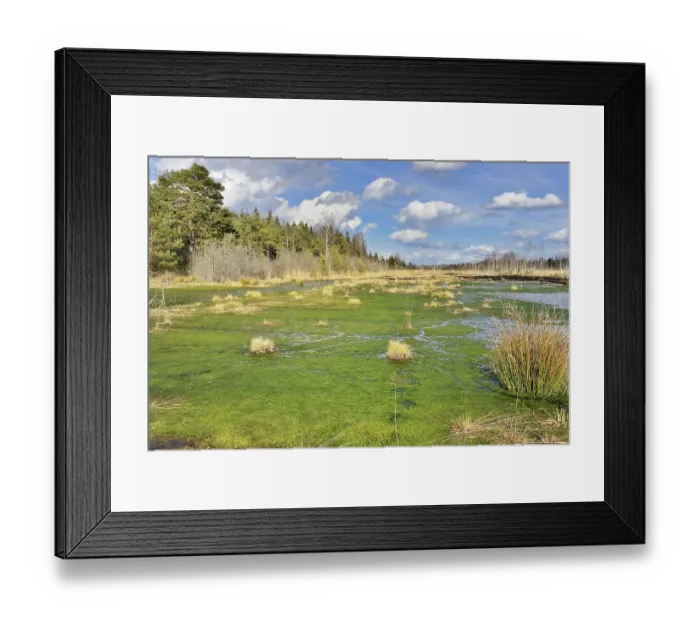 Framed Print : Silted moor pond with moss (Sphagum sp) Framed Print : Silted moor pond with moss (Sphagum sp)
