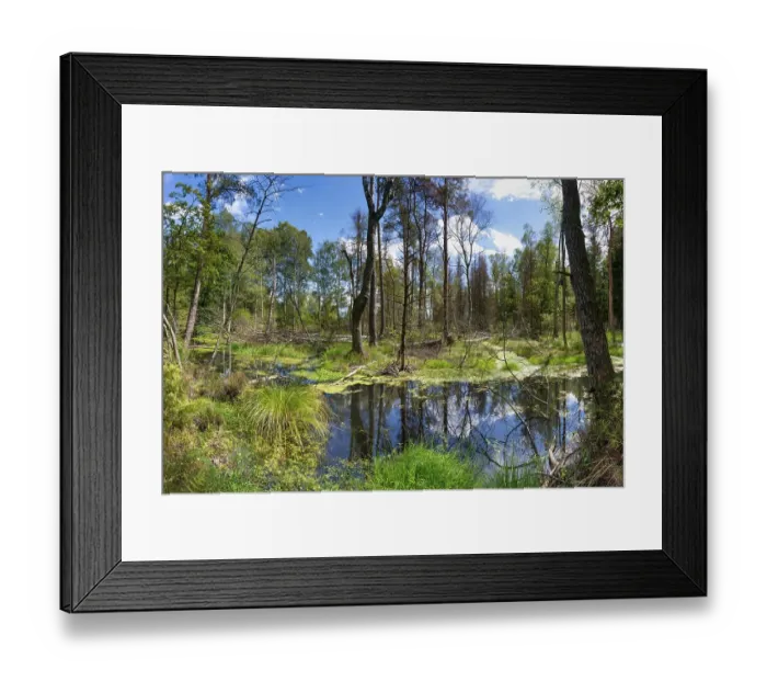 Framed Print : Swampland, Wurzacher Ried, Bad Wurzach Framed Print : Swampland, Wurzacher Ried, Bad Wurzach