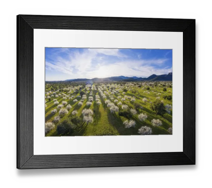 Framed Print : Almond blossom, flowering almond trees