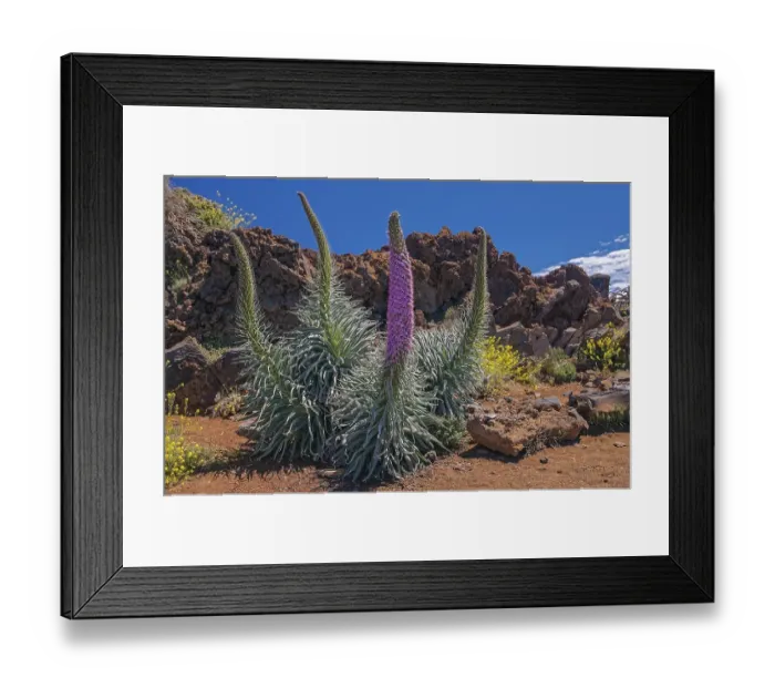 Framed Print : Echium wildpretii (Echium wildpretii) in front of lava rock