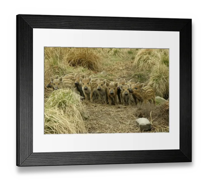 Framed Print : Wild boars (Sus Scrofa), pigs, swine