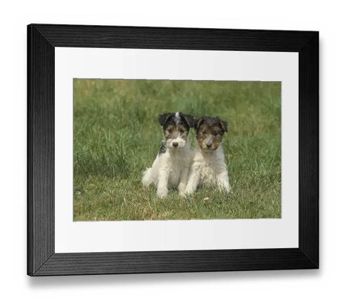 Framed Print : WIRE HAIR FOX TERRIER DOG, PUPPIES SITTING IN THE GRASS