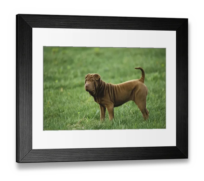 Framed Print : SHAR PEI DOG, adult ON GRASS