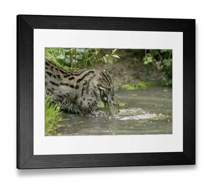 Framed Print : Fishing Cat (prionailurus viverrinus) Framed Print : Fishing Cat (prionailurus viverrinus)