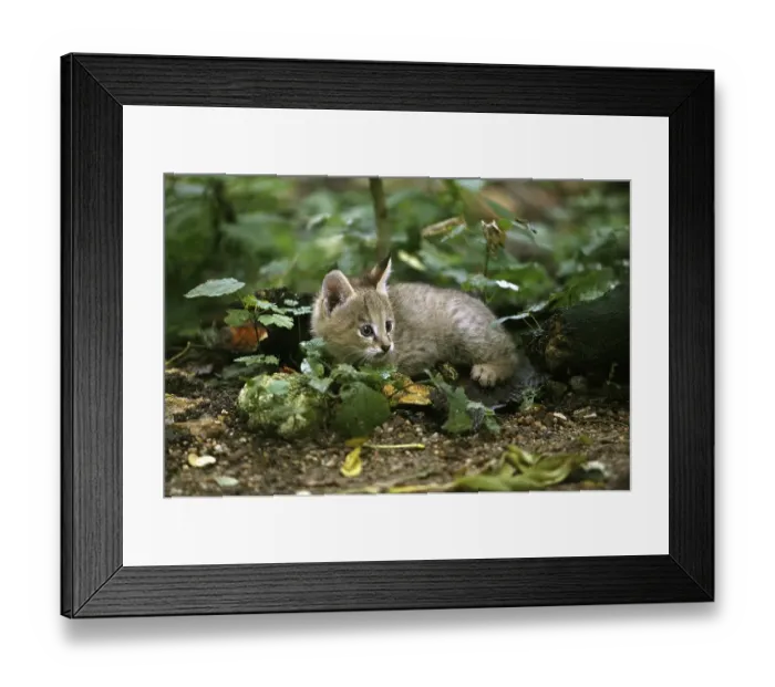 Framed Print : Jungle Cat (felis chaus), Cub