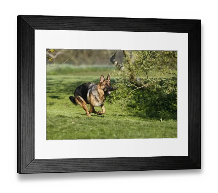 Framed Print : German Shepherd Dog, Adult running on Lawn