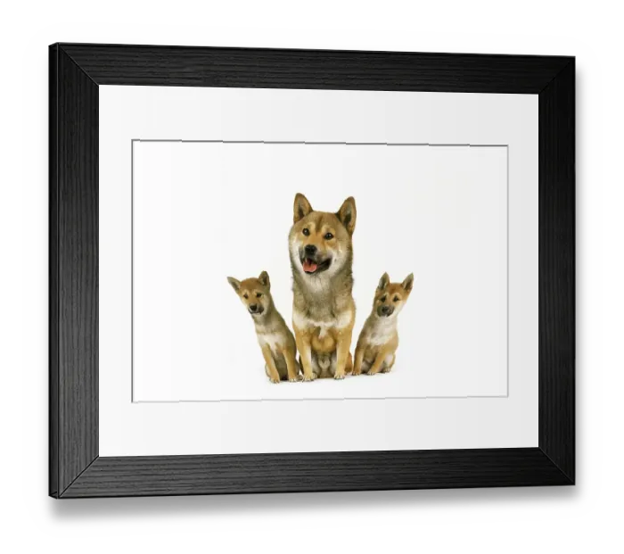 Framed Print : Shiba Inu Dog, Male with Pup sitting against White Background