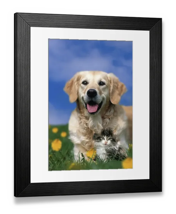 Framed Print : Golden Retriever with kitten Framed Print : Golden Retriever with kitten