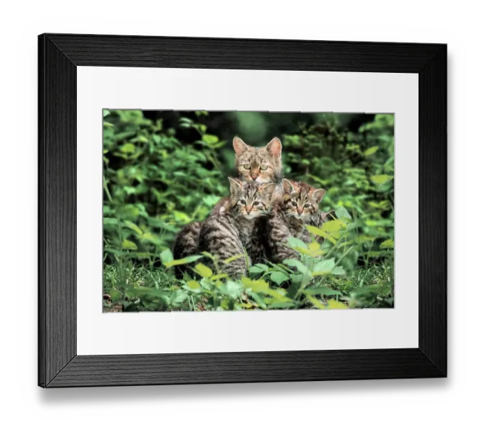 Framed Print : European Wild Cat (Felis silvestris) with kittens