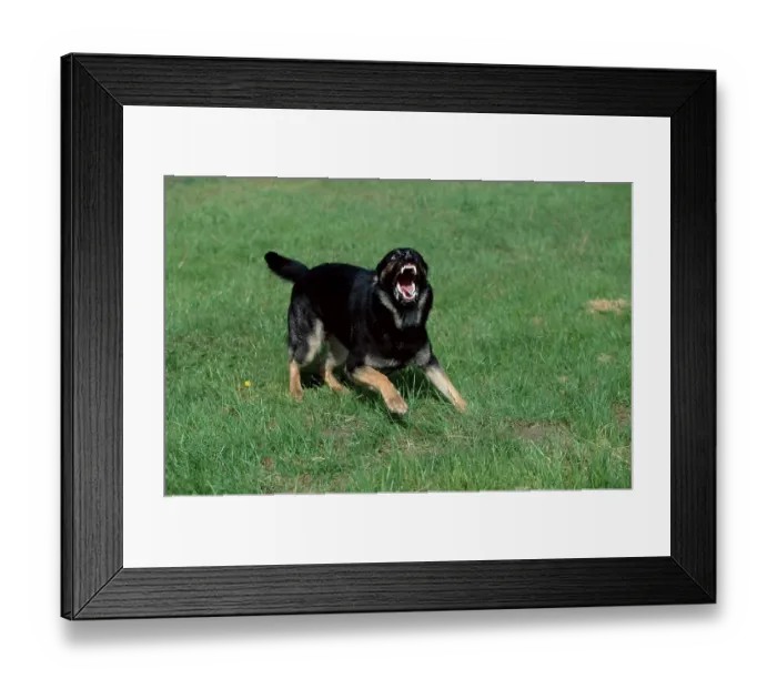 Framed Print : German Shepherd or Alsatian Framed Print : German Shepherd or Alsatian
