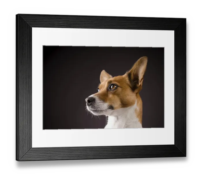 Framed Print : Studio shot of a Jack Russell Terrier