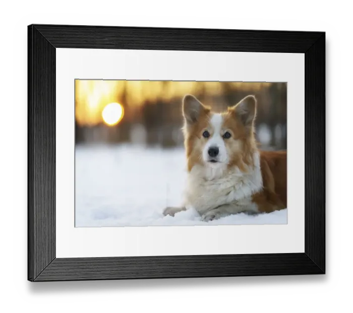 Framed Print : Welsh Corgi Pembroke dog in winter scenery during sunset