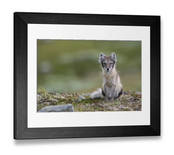 Framed Print : Arctic fox (Vulpes lagopus), female
