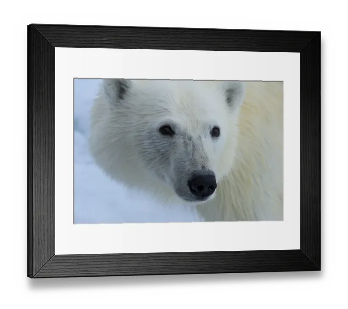 Framed Print : Polar bear, Svalbard Archipelago, Norway, Europe