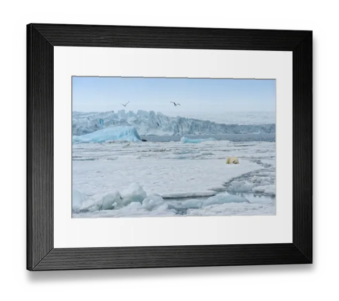 Framed Print : Female polar bear (Ursus maritimus) resting on pack ice in front of a blue iceberg