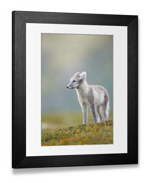 Framed Print : Arctic fox (alopex lagopus), autumn