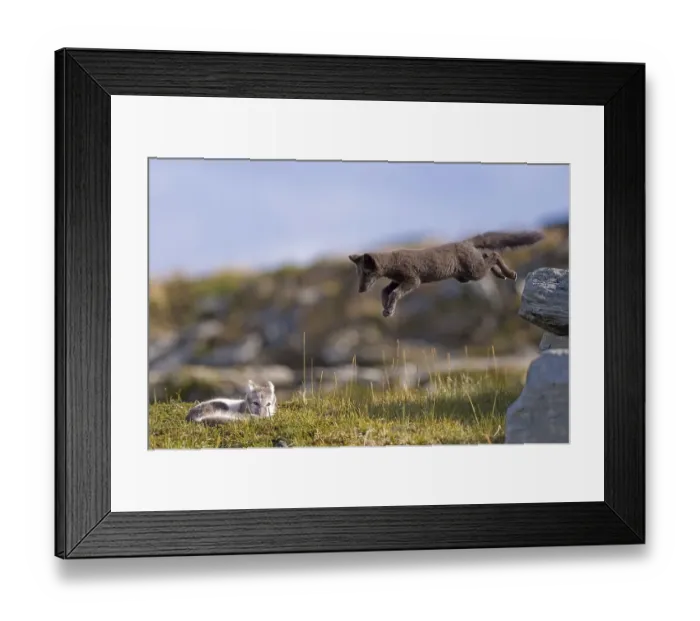 Framed Print : Two Arctic foxes (alopex lagopus) playing Framed Print : Two Arctic foxes (alopex lagopus) playing
