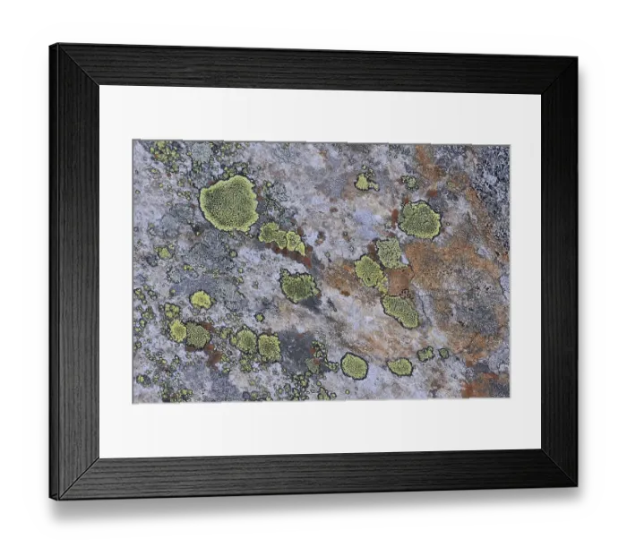 Framed Print : A stone overgrown with lichen in a Fjell landscape