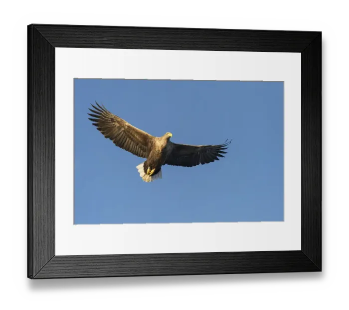 Framed Print : White-tailed eagle (Haliaeetus albicilla) in flight Framed Print : White-tailed eagle (Haliaeetus albicilla) in flight