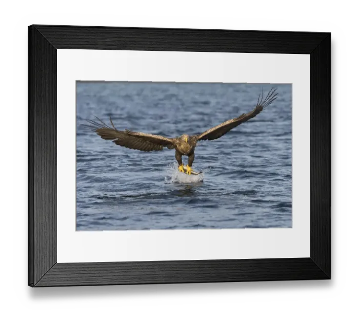 Framed Print : White-tailed eagle (Haliaeetus albicilla) flying with fish prey over water